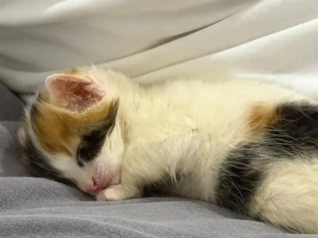 Нежный котик — Стамбул