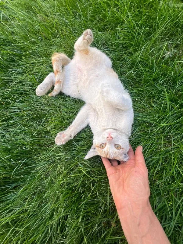 Кошечка