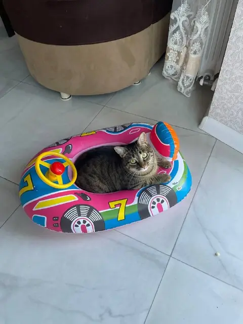 Кошечка Кэти — Батуми
