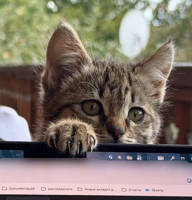 Котёнок — Ереван
