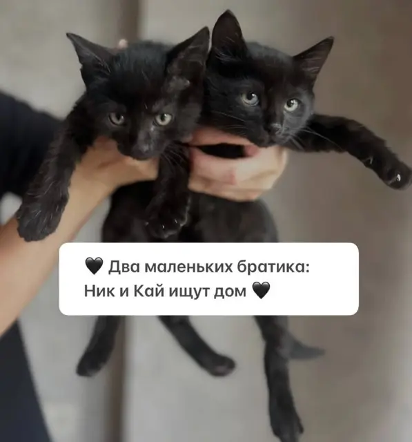 Котята Ник и Кай — Батуми