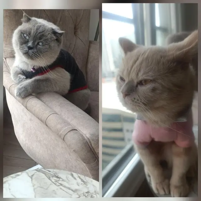 Котики — Стамбул