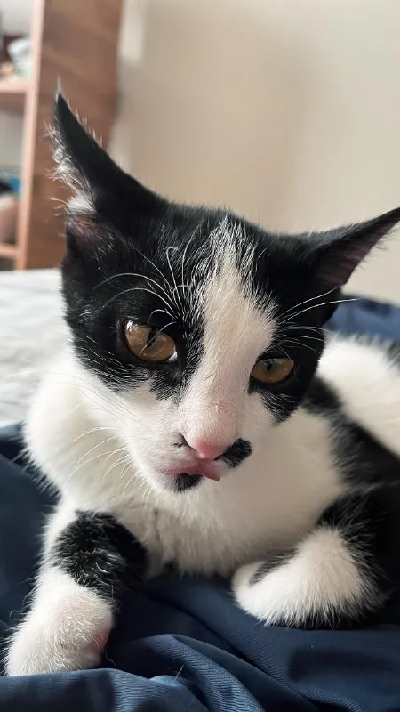 Шуф Jr. котёнок