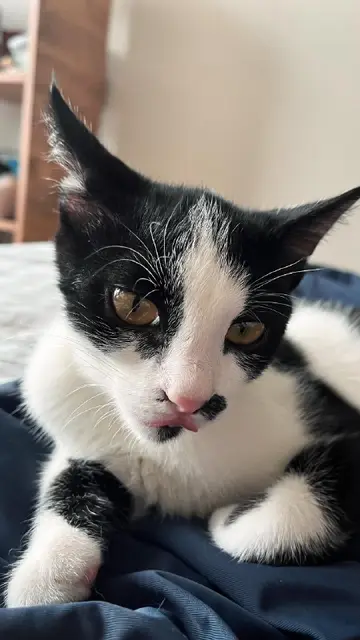Шуф Jr. котёнок — Батуми