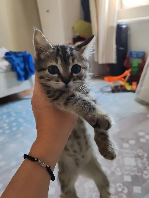 Пристраивается котенок — Анталия
