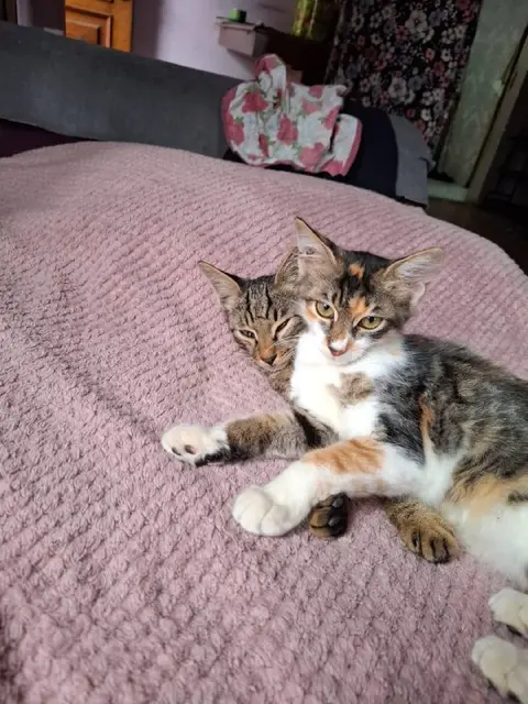 Спасенные котята — Батуми