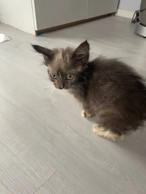 Котенок мальчик — Минск