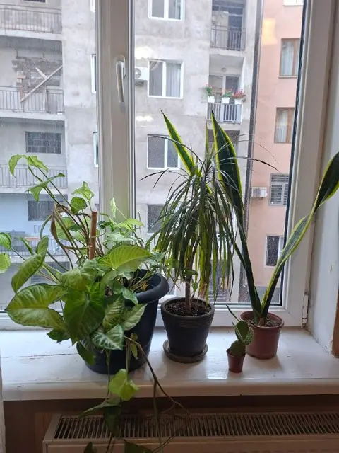Драцена — Тбилиси — 100 ₾