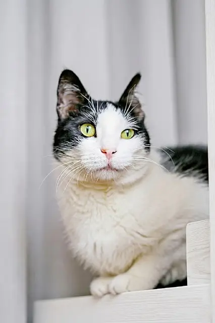 Кошка Шешем — Батуми