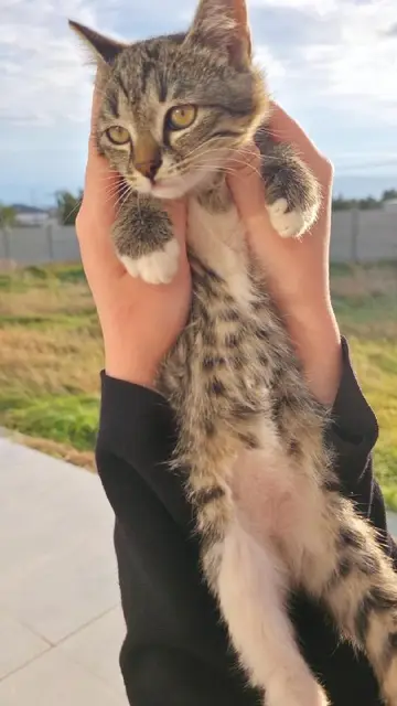 Котенок Фазя — Тбилиси