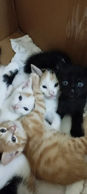 Котята