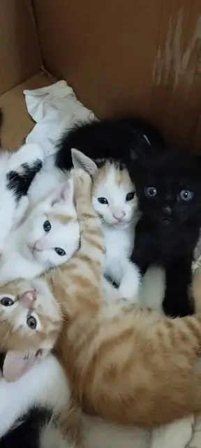Котята — Батуми