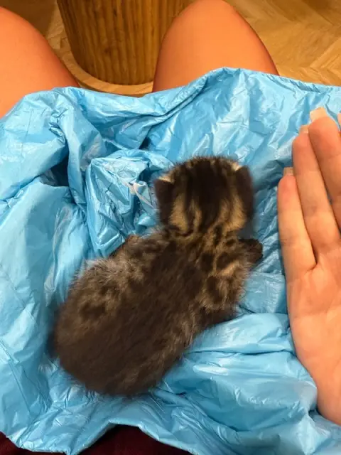 Маленький месячный котенок — Батуми