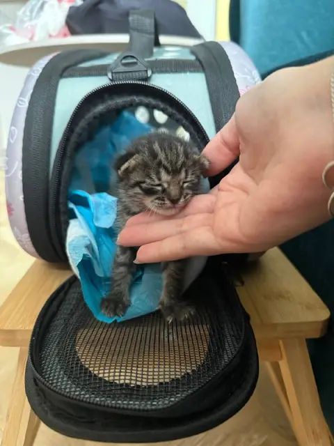Котёнок — Батуми