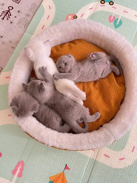 Шотландские котята — Стамбул — 2 500 ₺