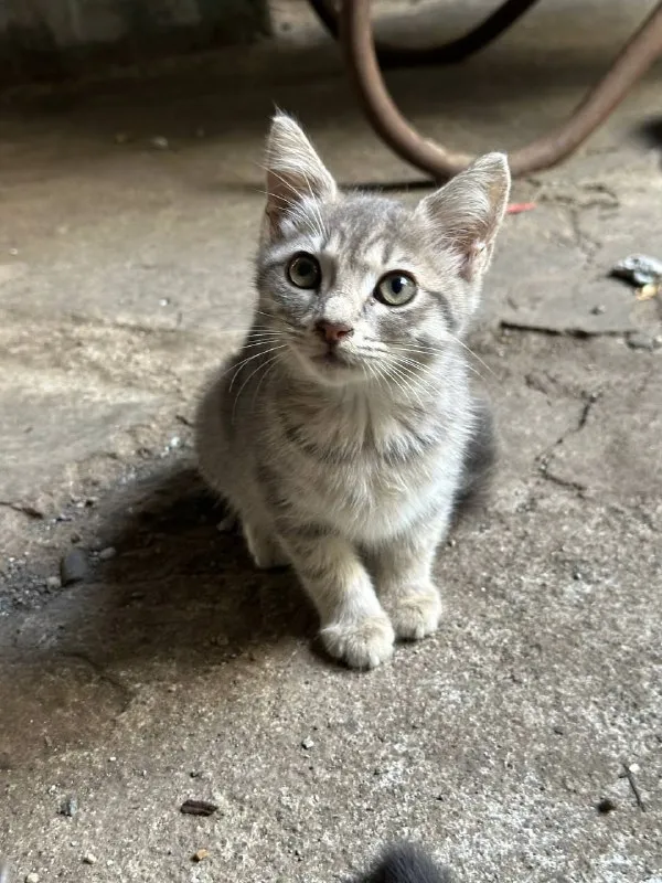 Котенок с ринотрахеитом