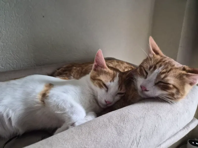 Два пятимесячных котёнка