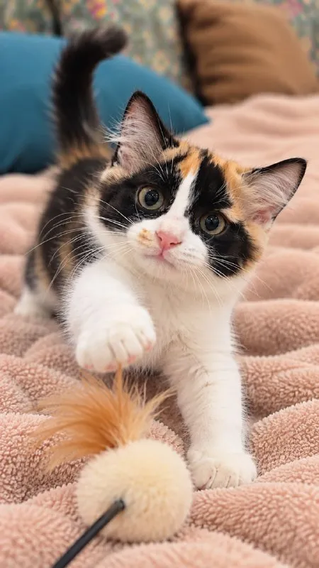 Котёнок