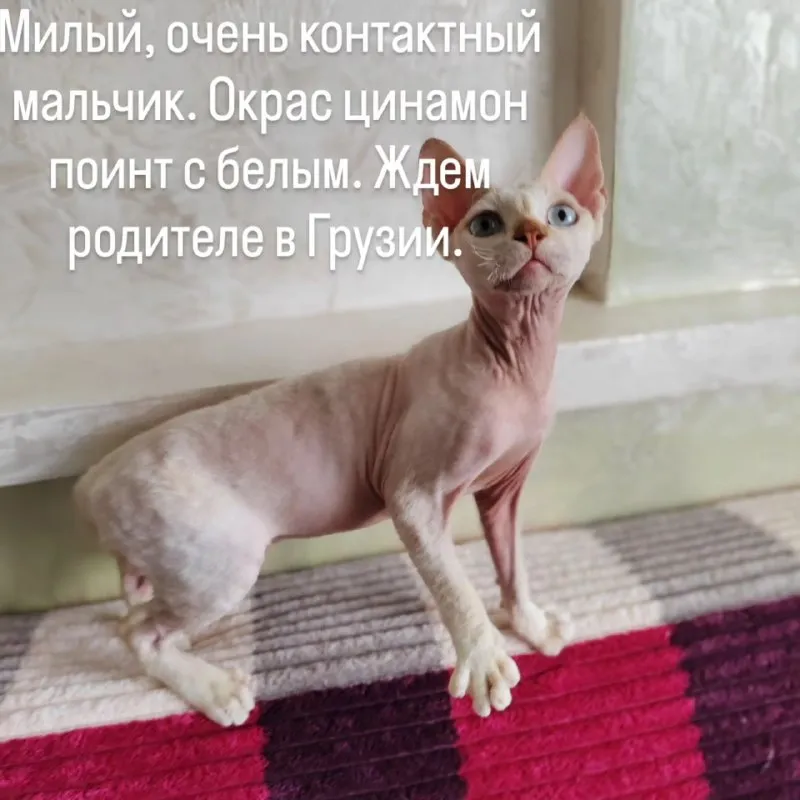 Девон Рекс мальчик