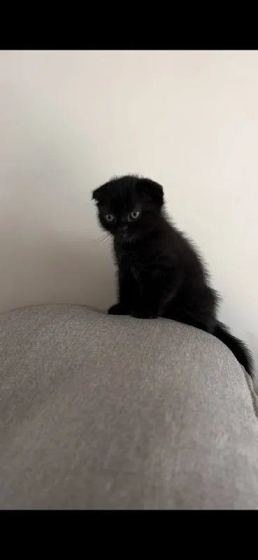 Британский кот