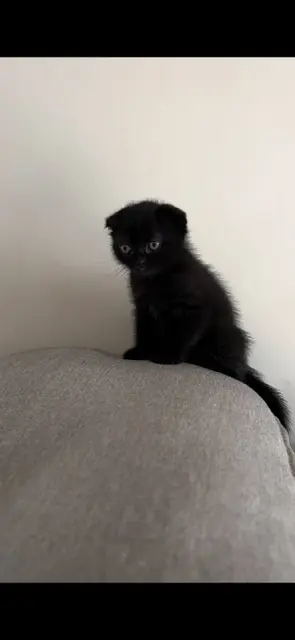 Британский кот — Батуми