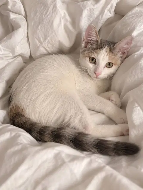 Кошка Кастрюля — Тбилиси