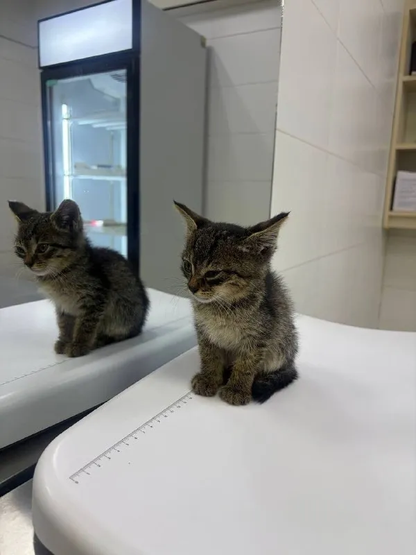 Маленький котёнок