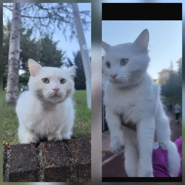 Котик Ван — Стамбул