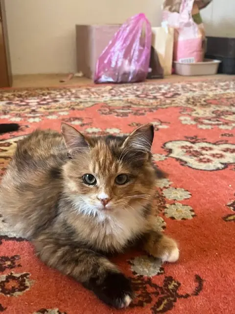 Котята — Алматы