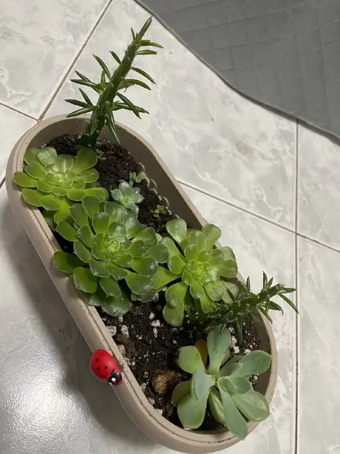 Комнатные растения — Ереван — 5 000 ֏