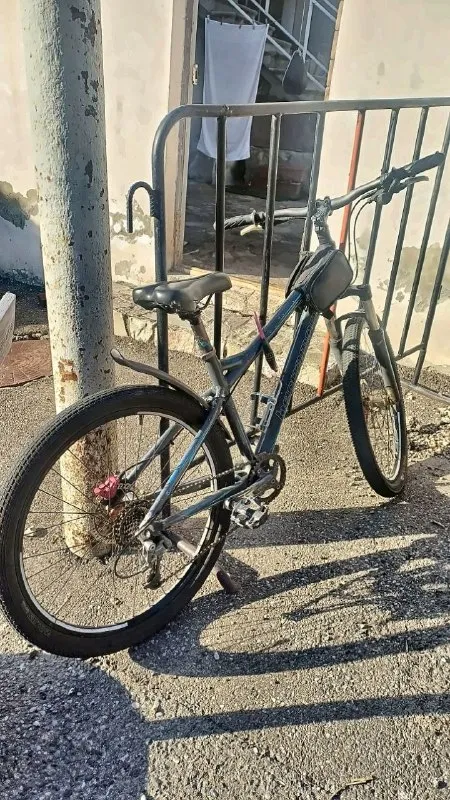 Bergamont