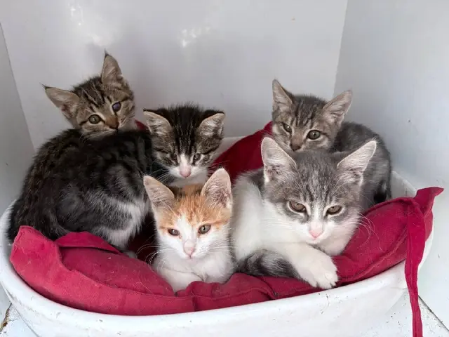 5 котят, в том числе слепой — Tbilisi — 100 ₾