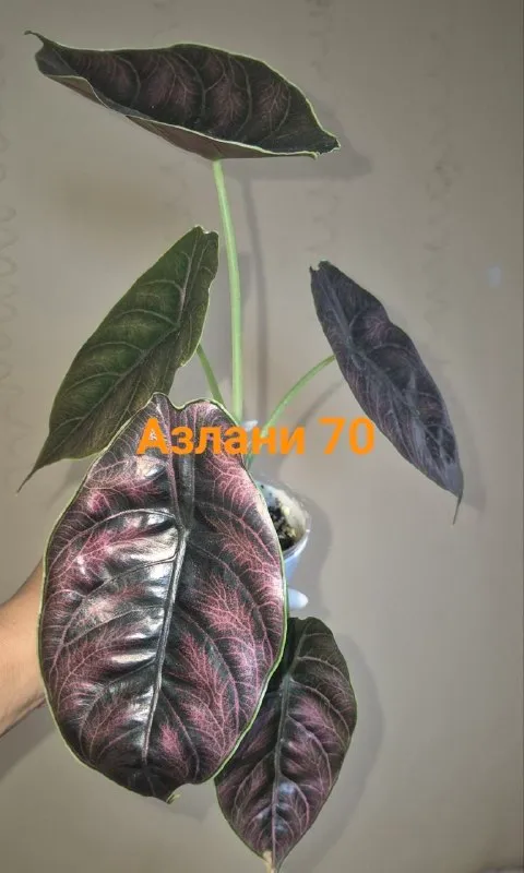 Клубни вариегатных алоказий