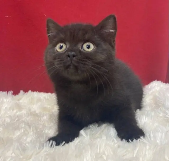 Котята британской породы — Batumi — 300 ₾