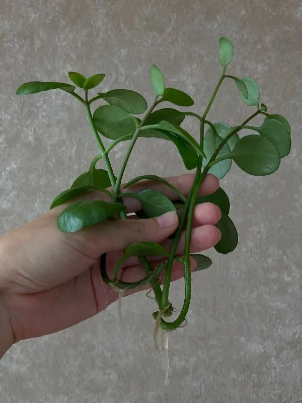 4 ростка каланхоэ с корнями