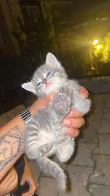 Котёнок