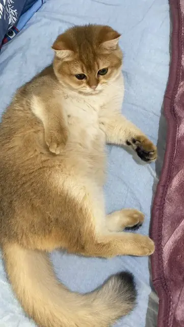 Кот, кошка — Стамбул