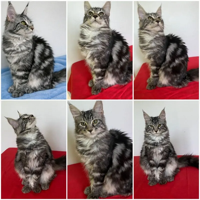 Котята мейнкун