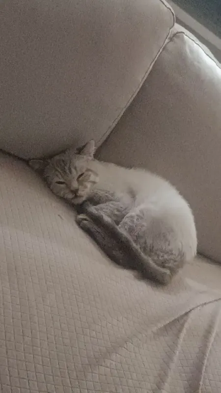 Кот