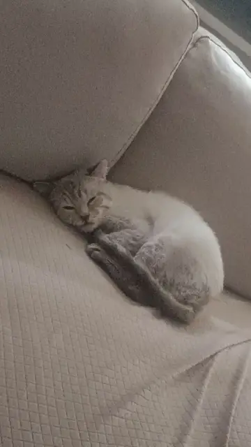 Кот — Стамбул