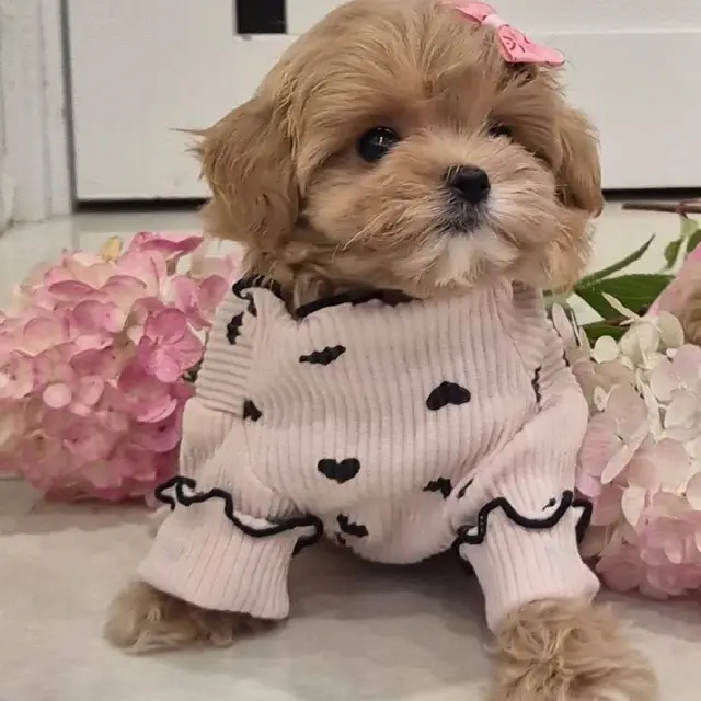 Супер класс мальтипу корейский тип — Минск — 5 000 Br