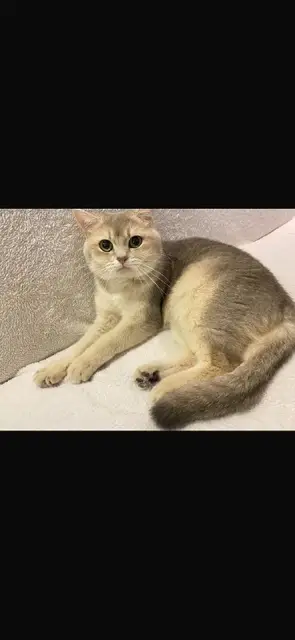 Кошка — Стамбул