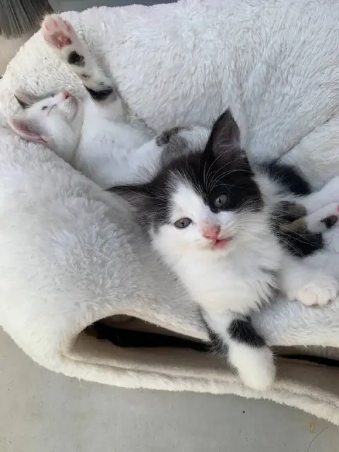 Котята — Батуми