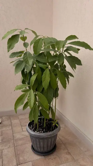Большой куст авокадо — Батуми — 50 ₾