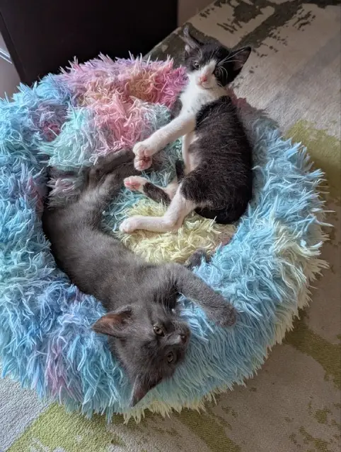 Котята — Тбилиси