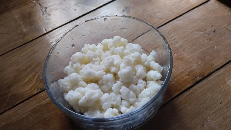 Кефирный гриб