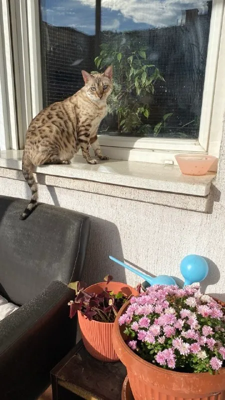 Бенгальская кошка