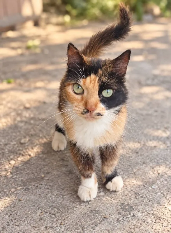 Кошечка Вуса