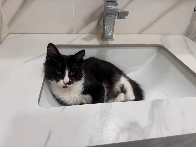 Котёнок мальчик