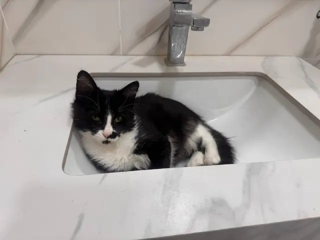 Котёнок мальчик — Tbilisi